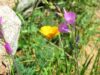 210-summer-wild-flowers-around-the-ranch-20100620-img0697-adjusted
