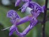 plectranthus-purple-flower-plepalila-mona-lavender-lavender-spur-flower-south-african-cheviot-hills-los-angeles-california